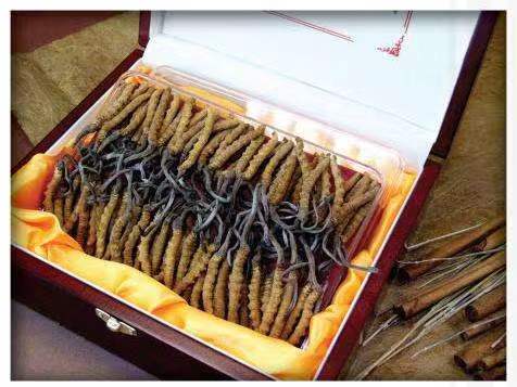 惠农冬虫夏草回收